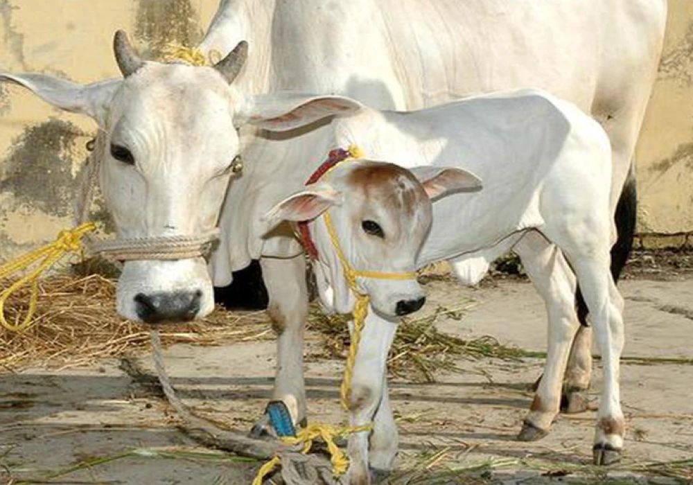 Maharashtra Declares Cows as 'Rajya Mata': A Major Announcement Ahead of Elections